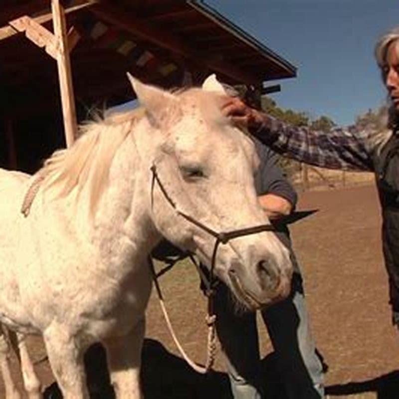 How do you give a horse a massage?
