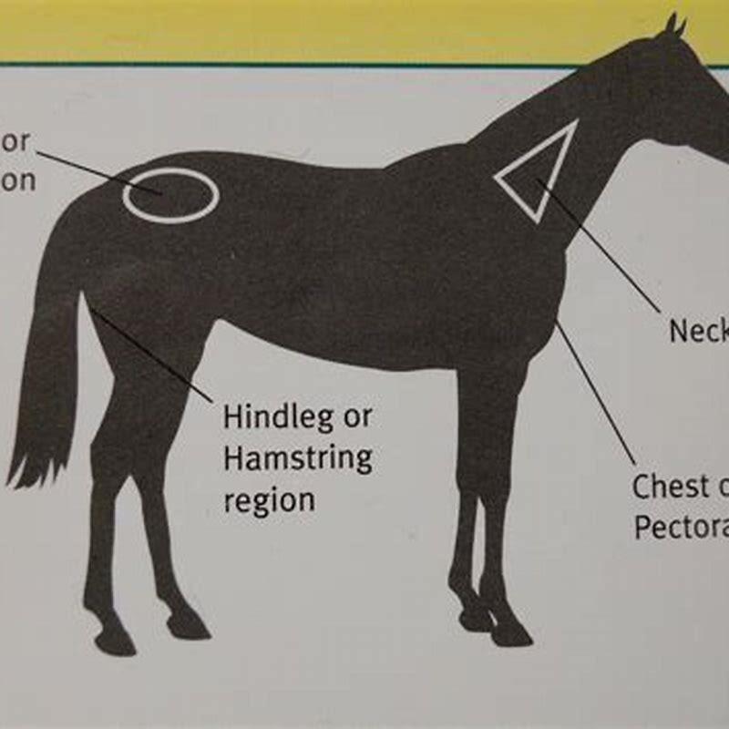 How do you give a horse a shot in the butt?