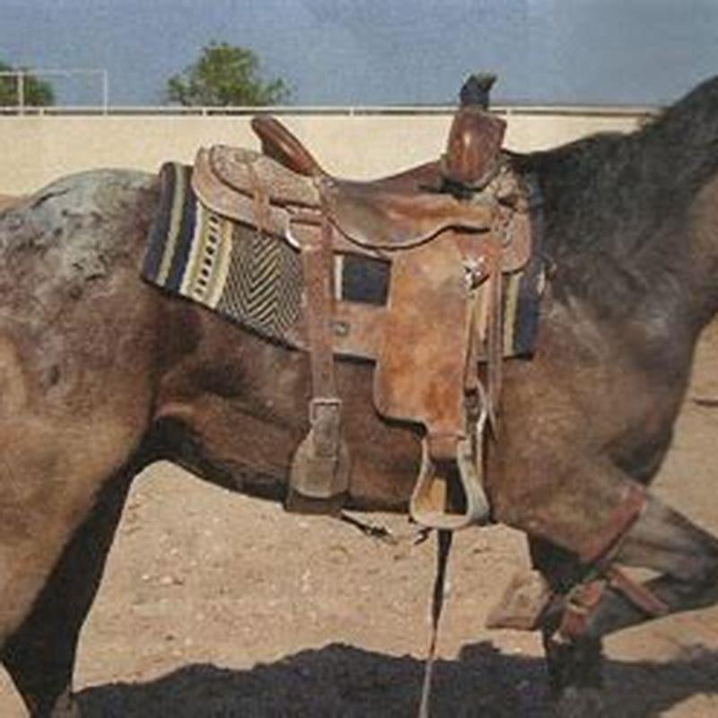 How do you hobble a horse?