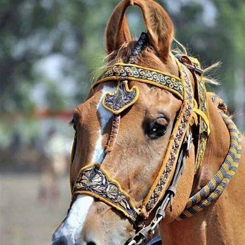 How do you identify a Kathiawari horse?