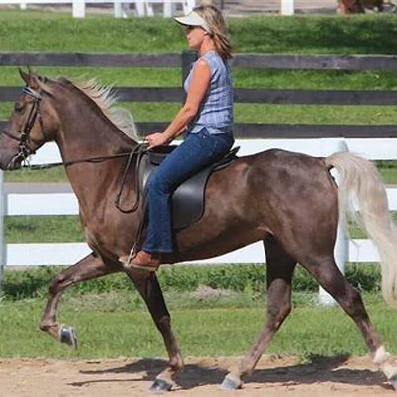 How do you know if a horse is gaited?