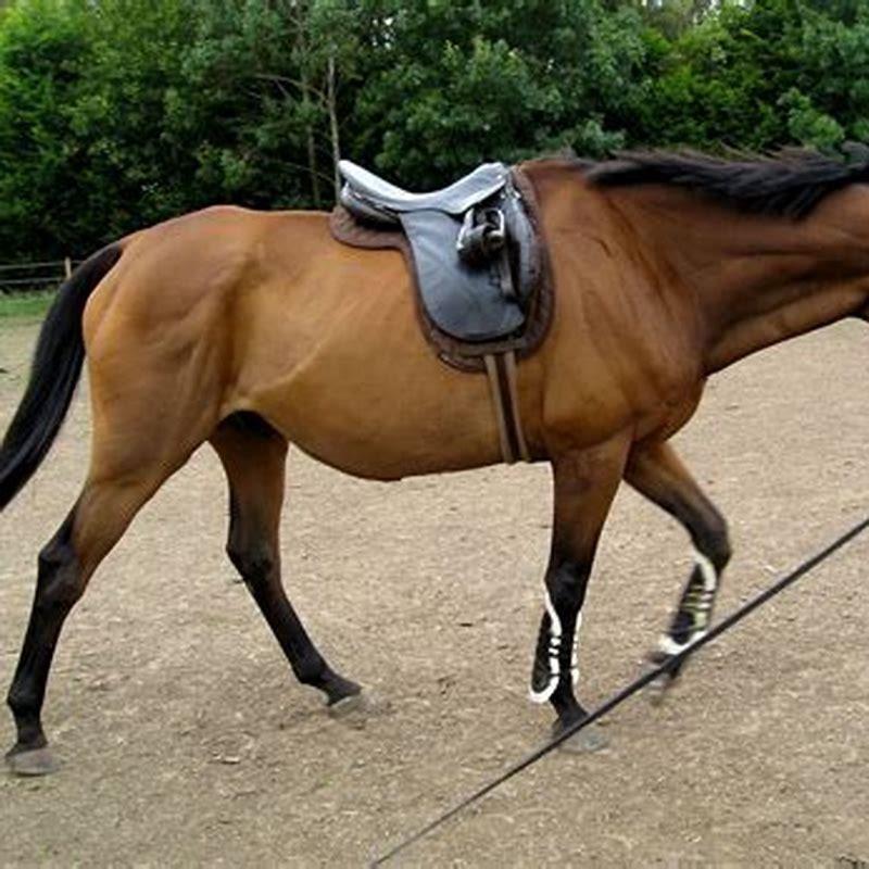 How do you lunge a horse?