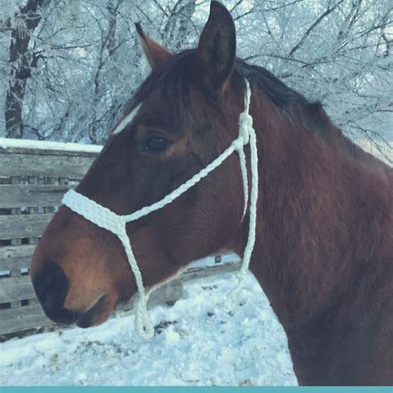 How do you make a homemade halter?