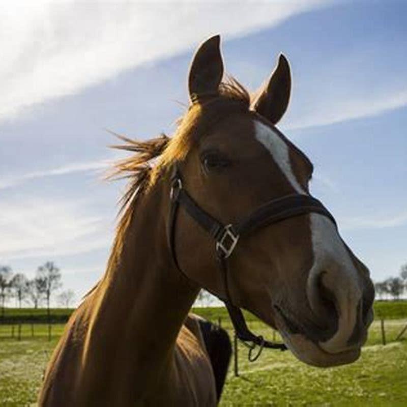 How do you make a horse go?