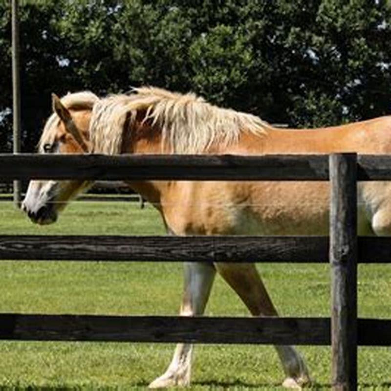 How do you make a wooden horse fence?