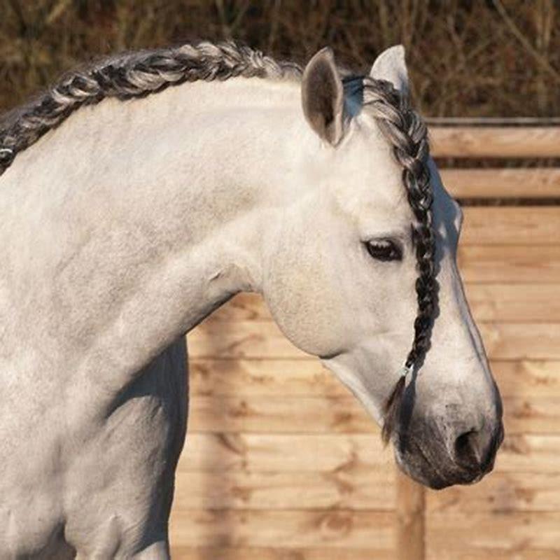 How do you plait a horses mane?