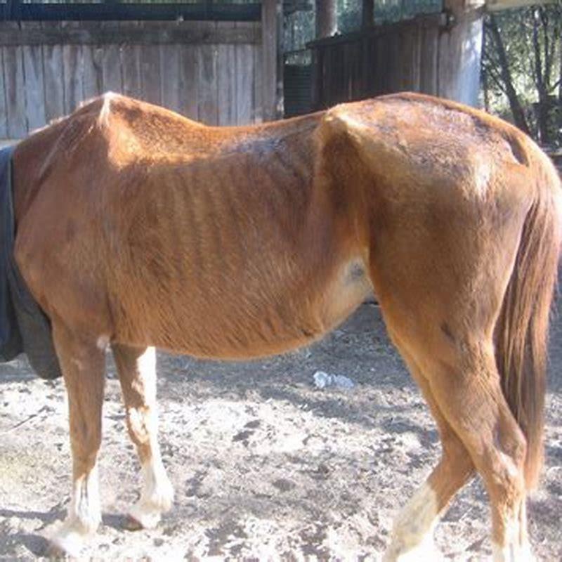 How do you rescue a horse?