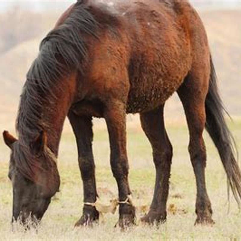 How do you teach a horse to walk on a lead rope?