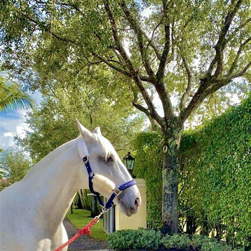 practice-emotional-resilience-for-a-better-horse-ride-horse-journals