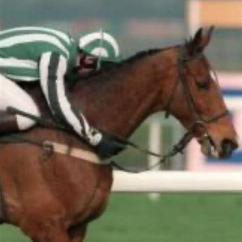 How do you tell if your horse is a Saddlebred?