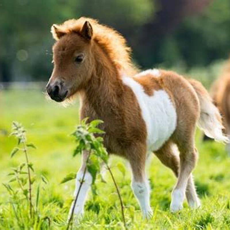How do you train a colt?