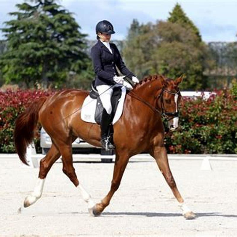how-do-you-train-a-dressage-horse-diy-seattle