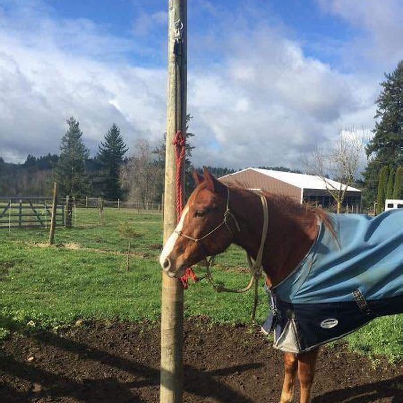 How do you train a horse to be tied up?