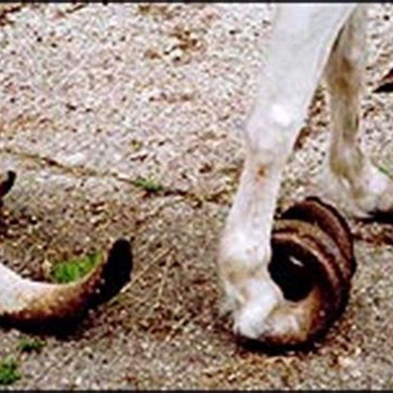 how-does-rat-poison-affect-horses-diy-seattle