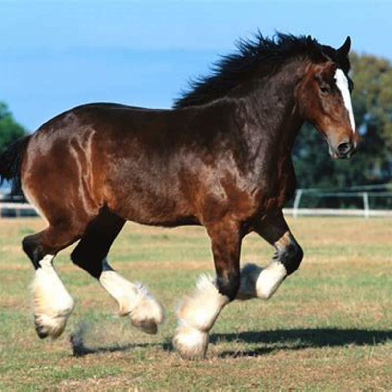 How fast can a Clydesdale horse run? - DIY Seattle