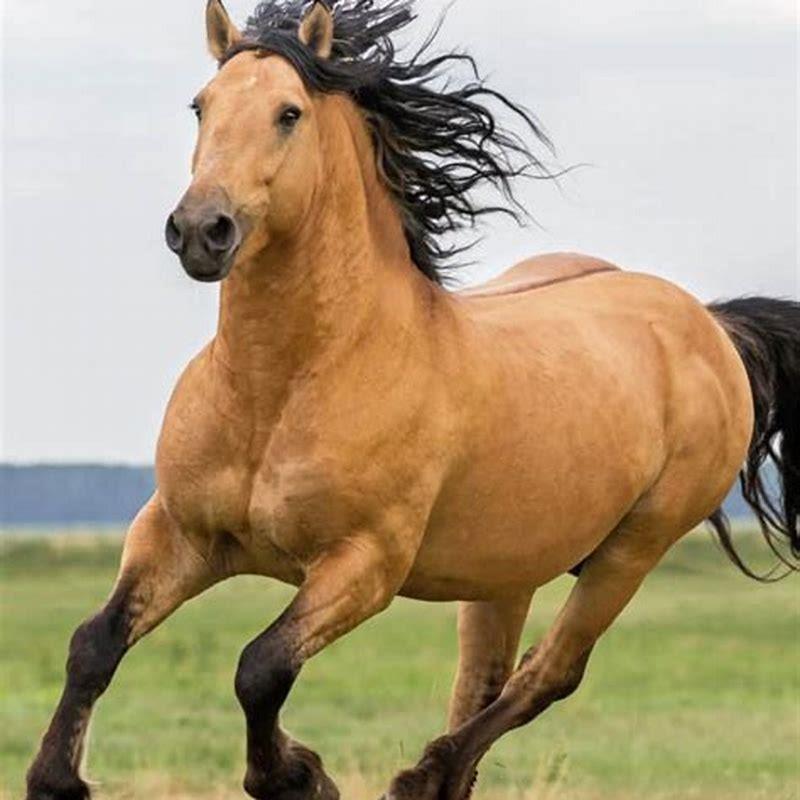 How long can a horse run for?