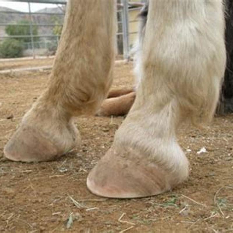 How long can you keep shoes on a horse?