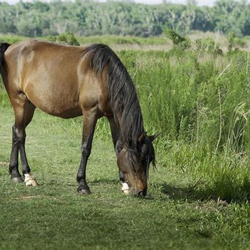 How long do Florida Cracker horses live? - DIY Seattle