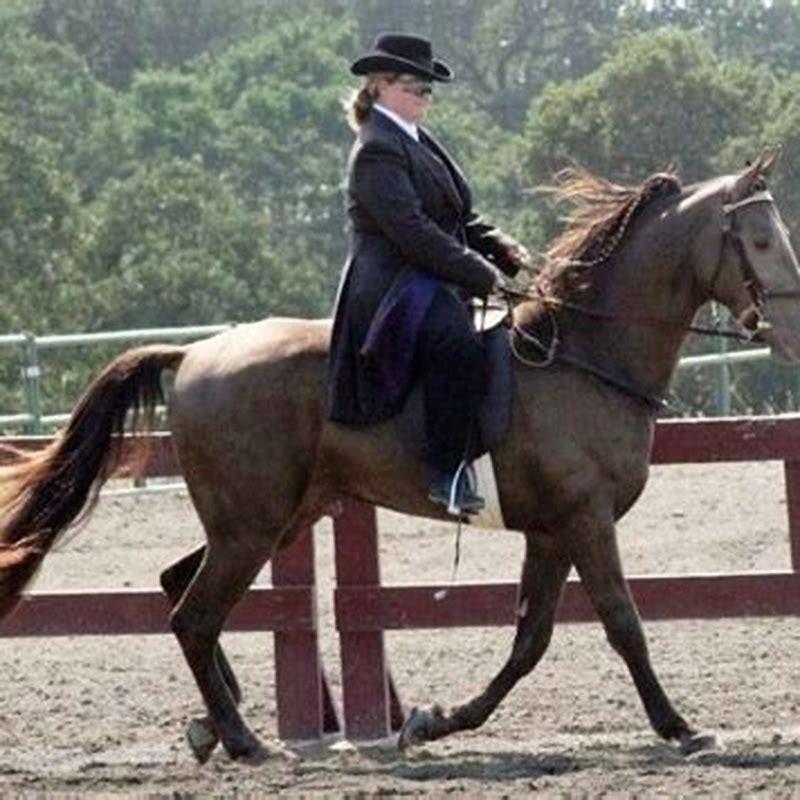 How long do Tennessee Walking Horse Live?