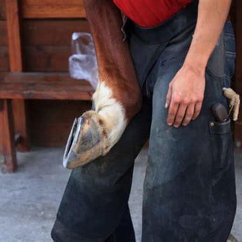How long does a horse take to dry?