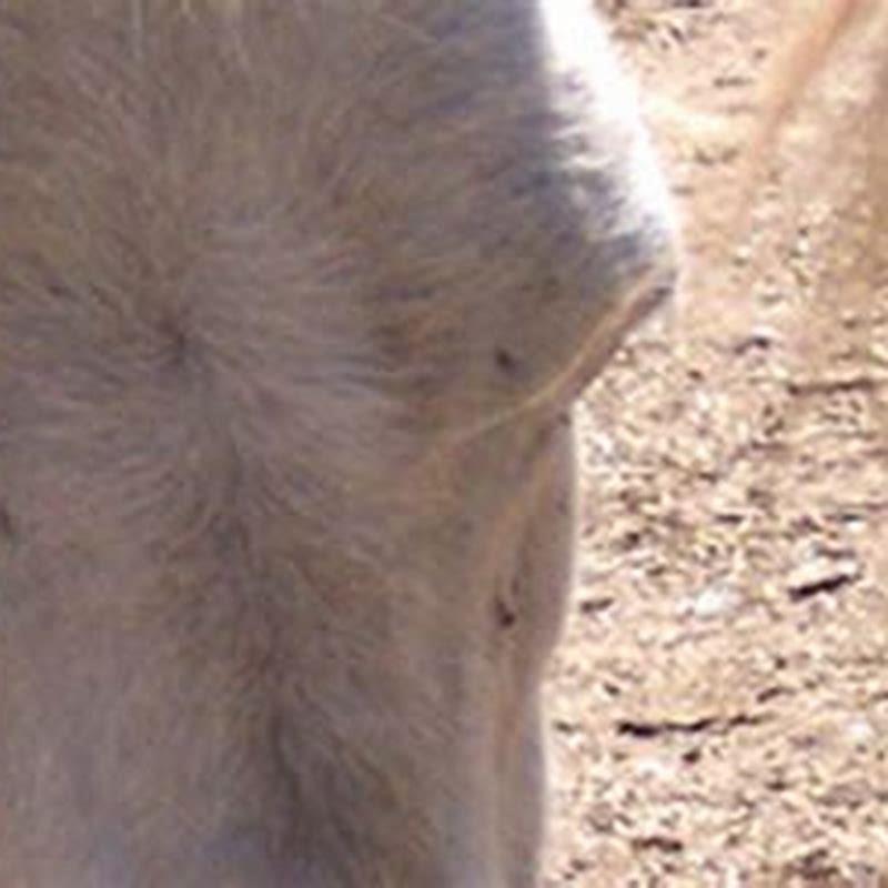 How long does it take for pergolide to work in horses?