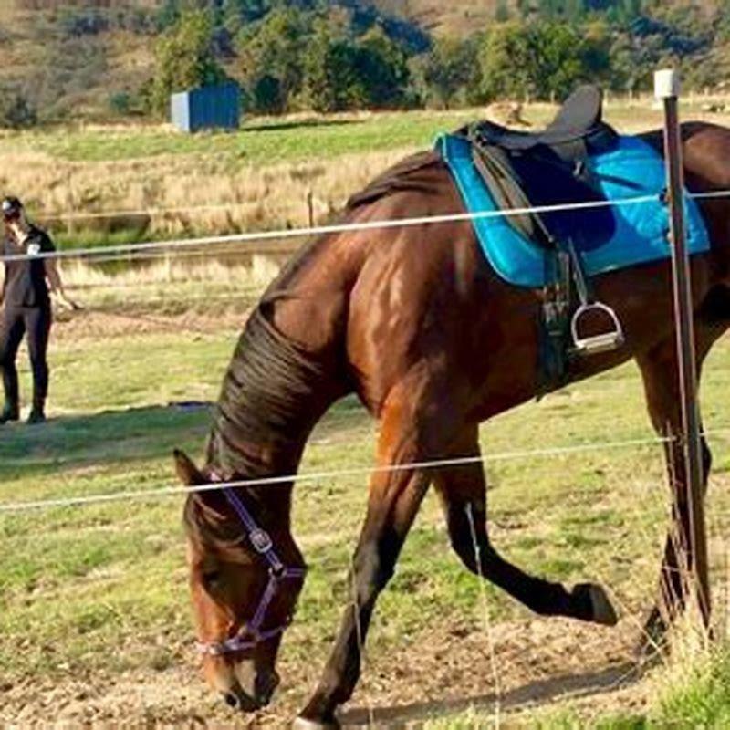 How long does it take to break in a race horse?