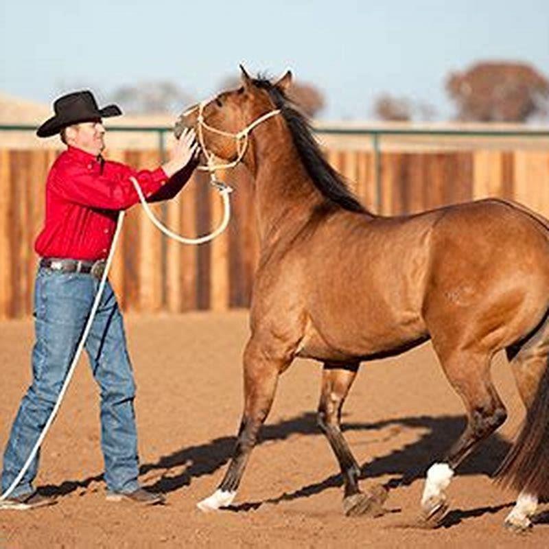 How long does it take to train a rope horse?