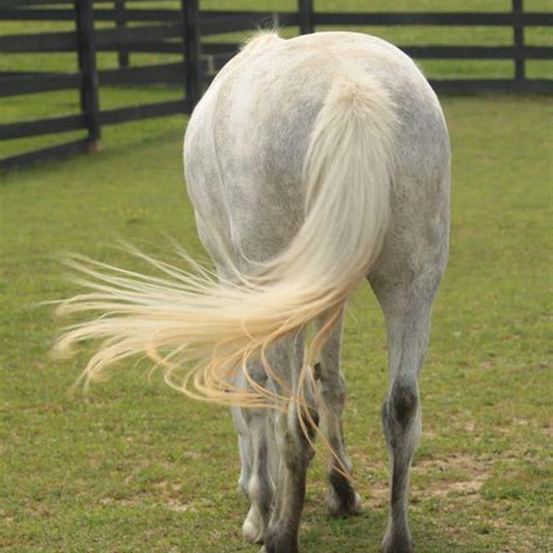 How long is a horses tail?