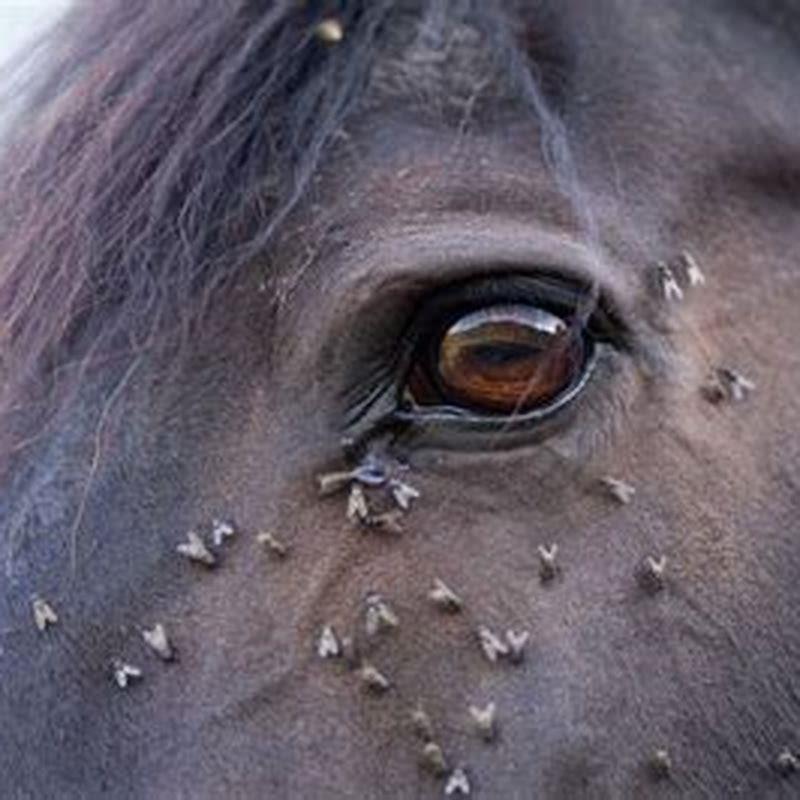 How long is the season for horse flies?