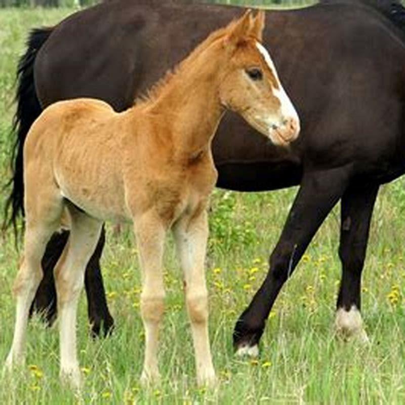 How long will it take for a horse to have a baby? - DIY Seattle