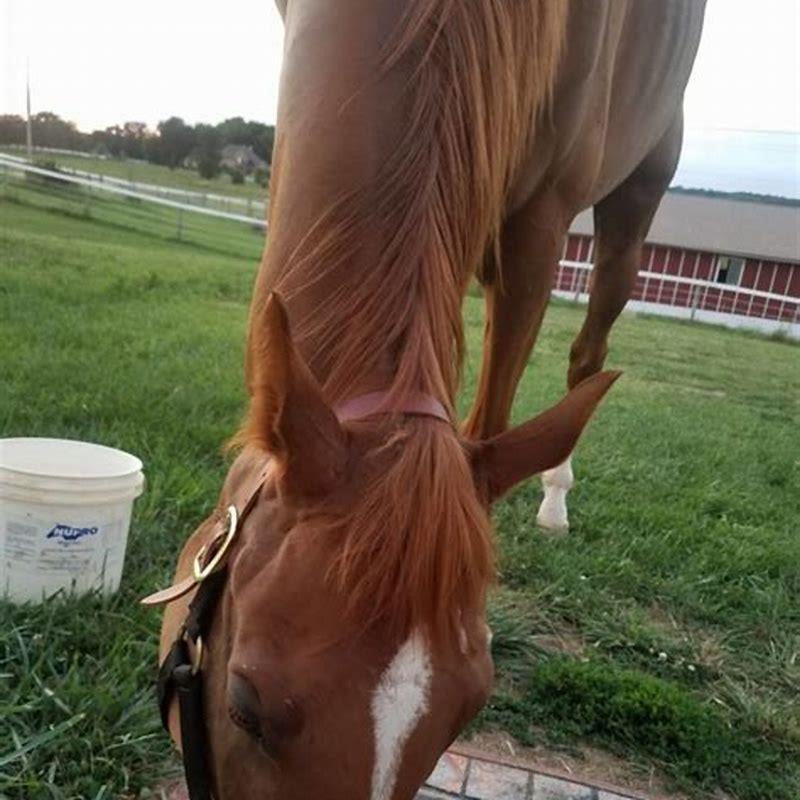 How many acres is a horse track?