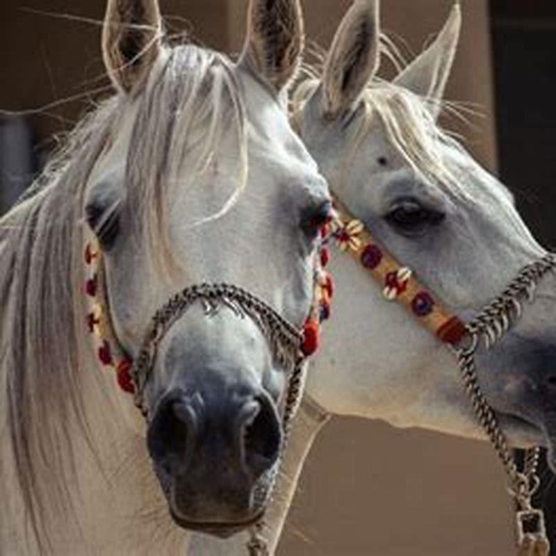How many births can a horse have?