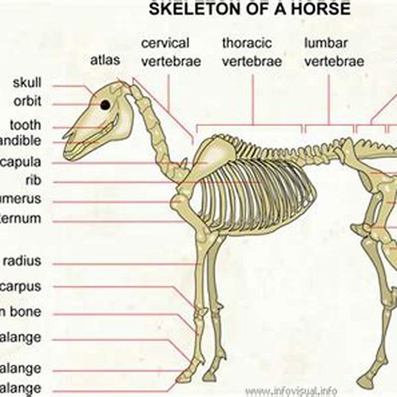 How many bones are in a sheep? - DIY Seattle