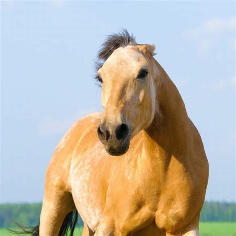 How many days are between mares in heat?