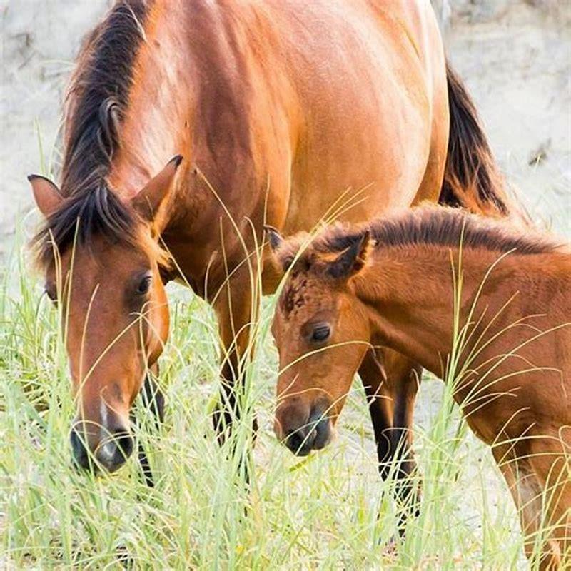 How many degrees can horses see?