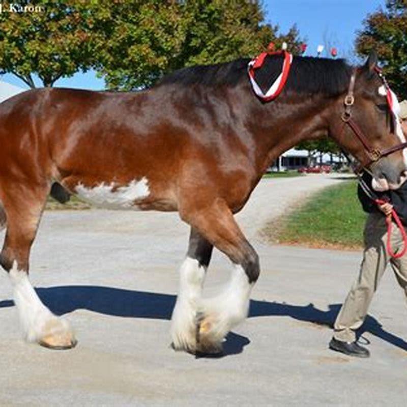 How many hands is a Budweiser horse?