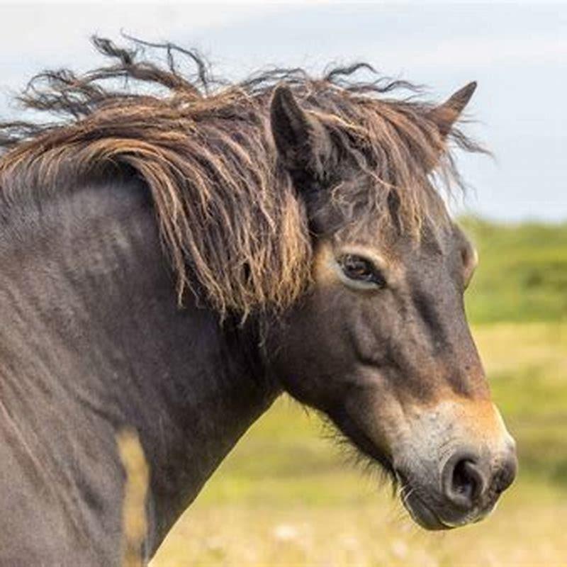 How many horse and pony breeds are there?
