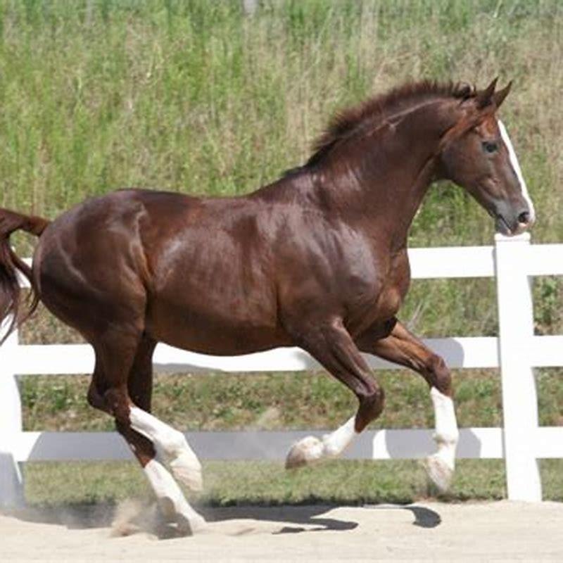 How many Oldenburg horses are there?