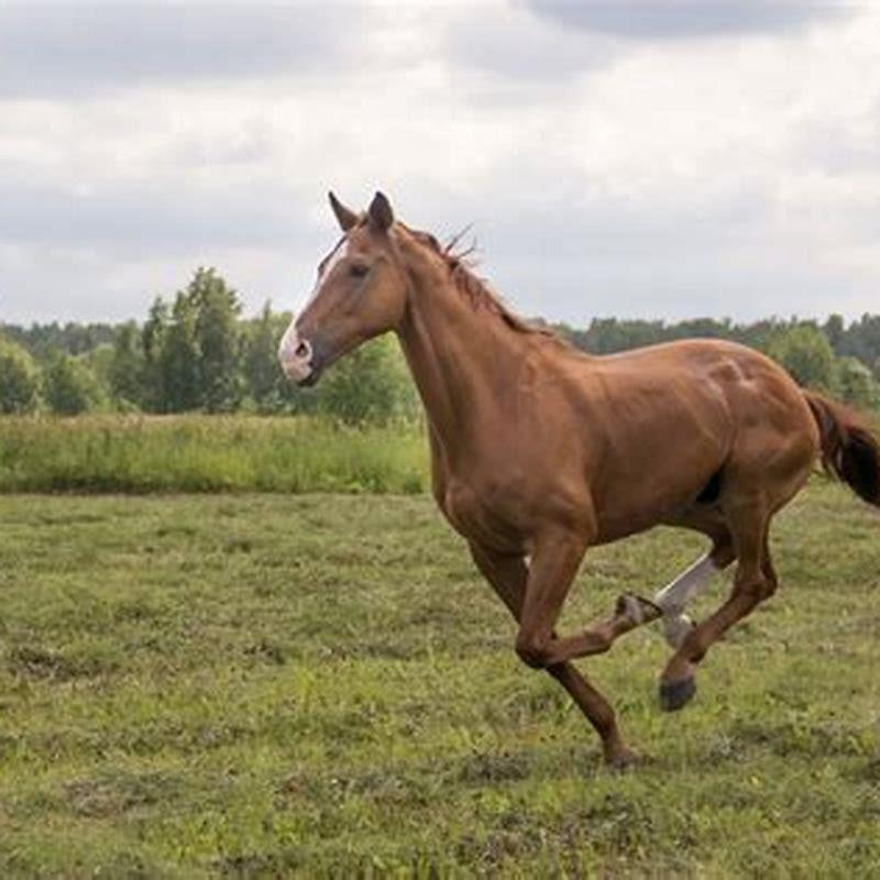 How many owners does the average horse have?