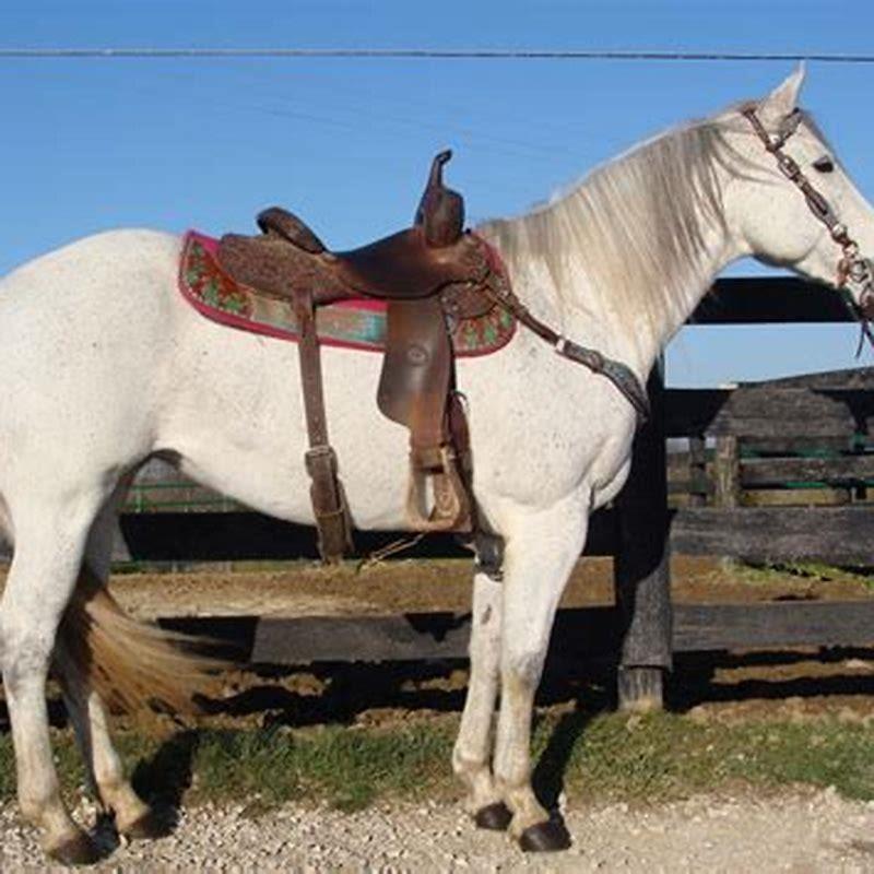 How old can a horse be ridden?