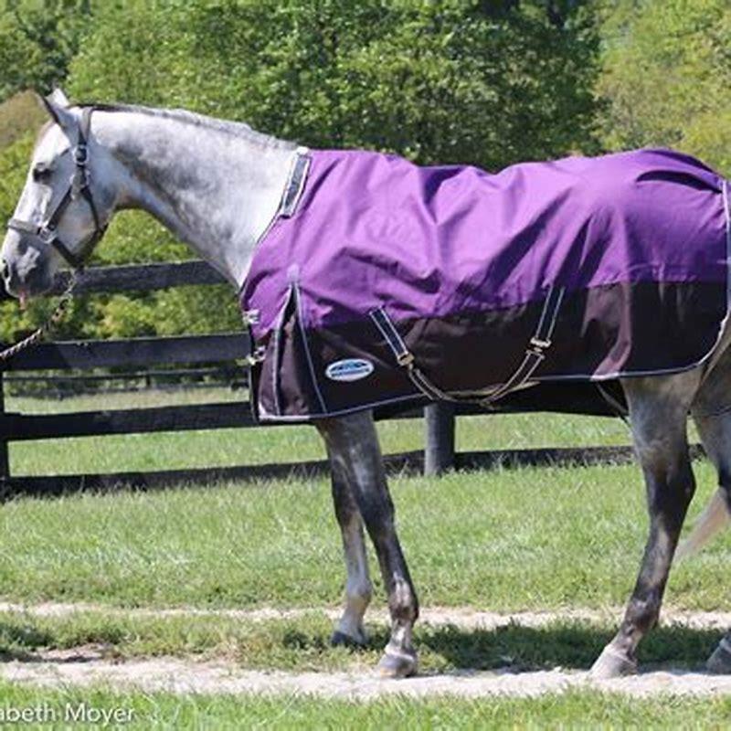 how-should-a-blanket-fit-a-horse-diy-seattle