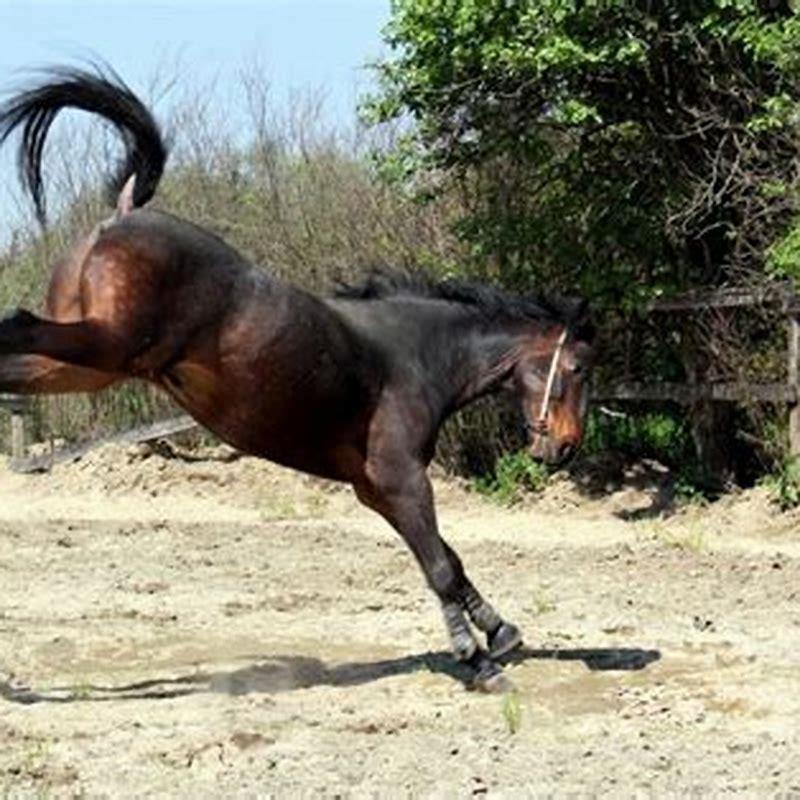 How strong is a horses kick?