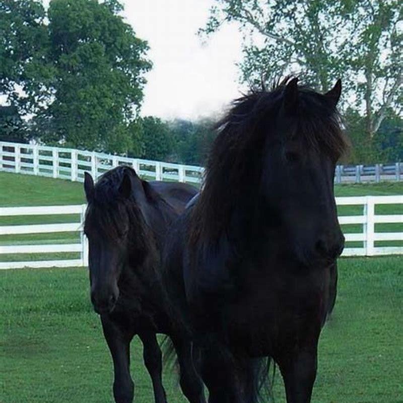 How tall is a black stallion horse?