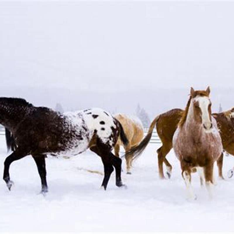How tall is a Colorado Ranger Horse?
