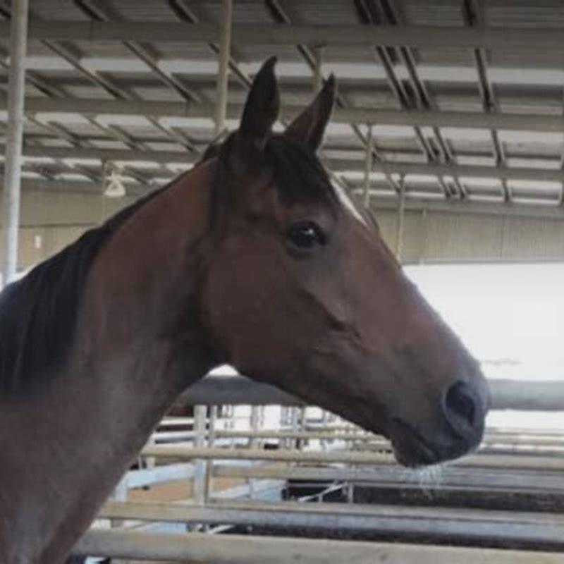 In which country horse meat is eaten?