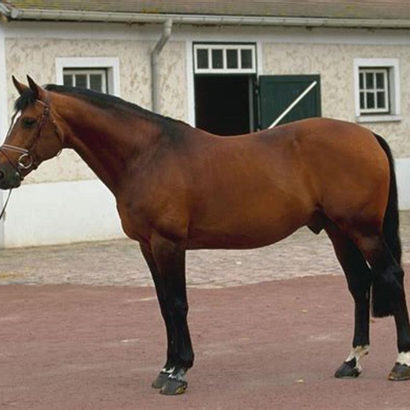 Is a French Trotter a thoroughbred?