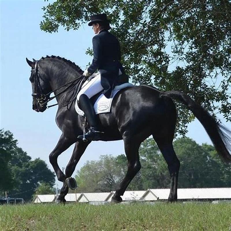 Is a Friesian sport horse a warmblood?