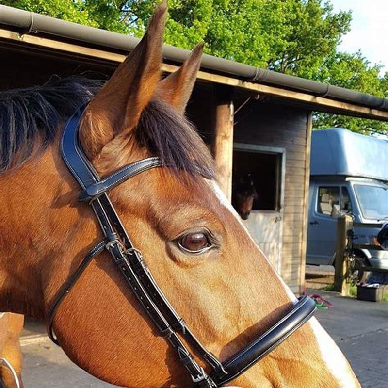 Is a horse bit necessary?