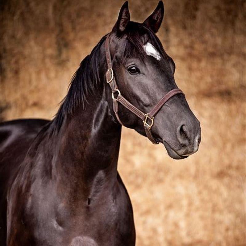 Is a Quarter Horse a race horse?