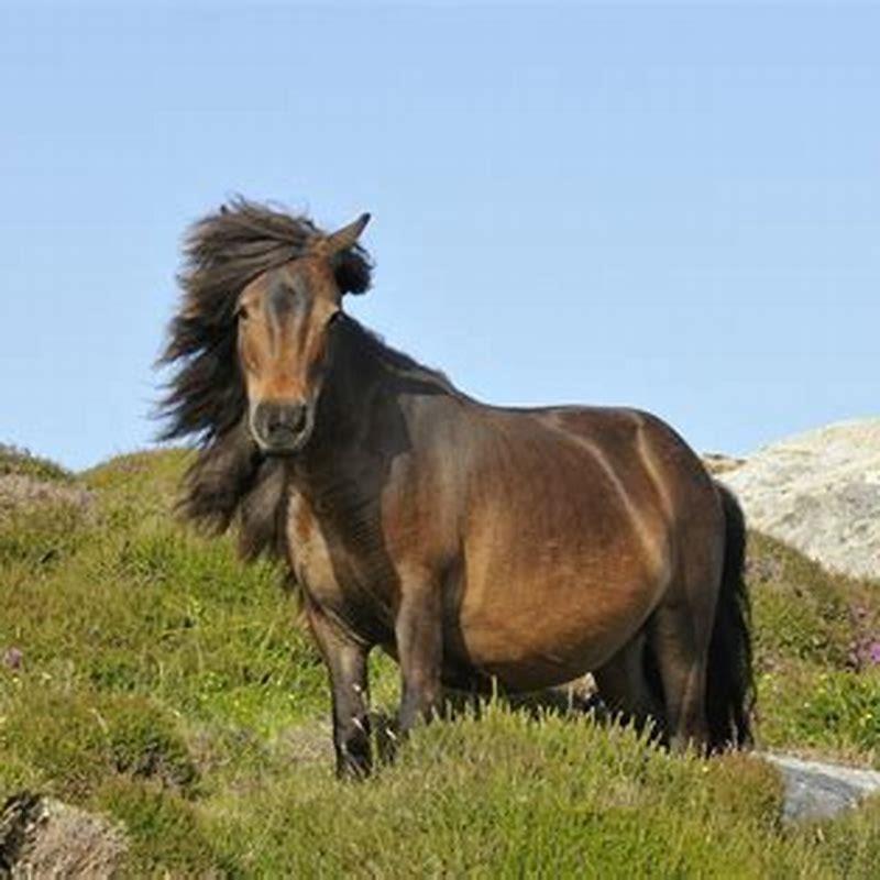 Is a Shetland pony a good pet?